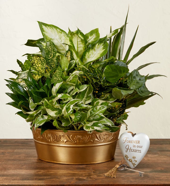 Air Purifying Green Plant