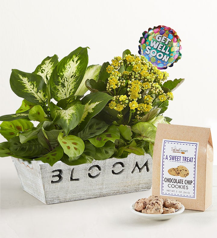 Blooming Dish Garden