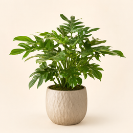 plants
